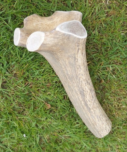 Red deer antler - deer, natural