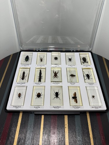 Preserved insects resin set - insects,