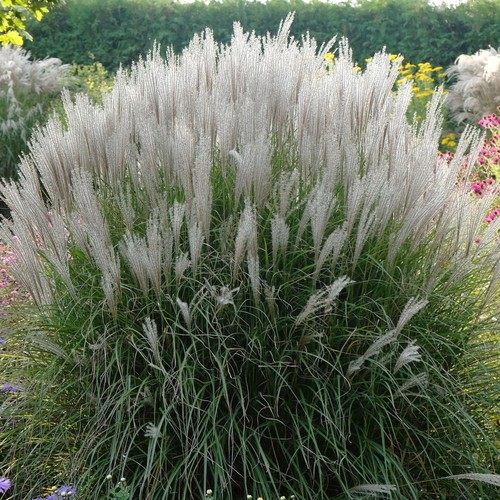 Miscanthus kleine silberspinne - kleine,