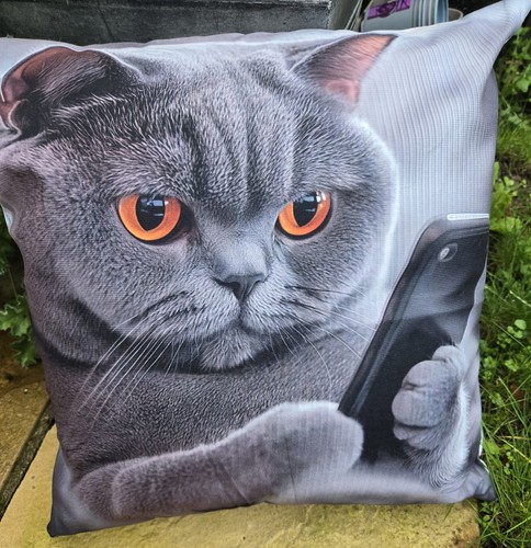 British shorthair cat with - shorthair,