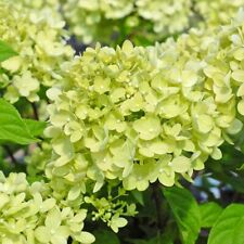 Hydrangea Paniculata Little Lime 3.5 Litre Potted Hardy Garden Plants T&M