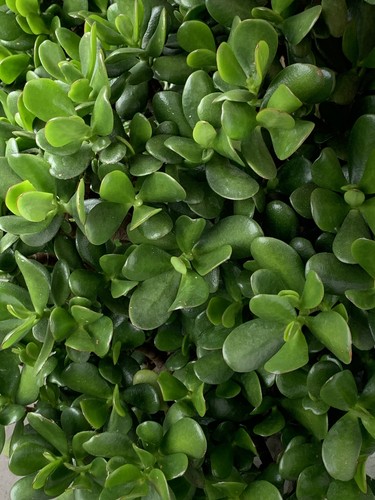 Jade money plant - good, luck