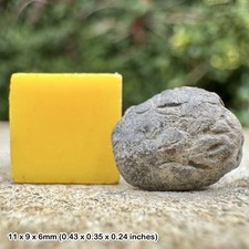 RARE: Fossil Juvenile Crab -