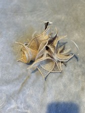 Gold beige neutral fascinator - neutral,