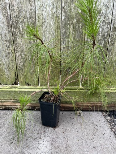 Unique yunnan pine conifer - unique,