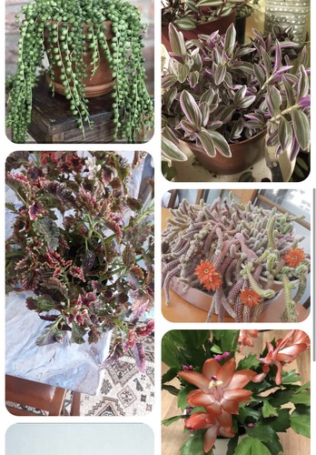 Mystery house plant cutting - plant,