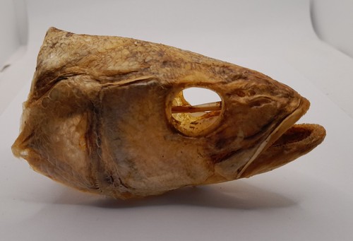 Taxidermy sea bass head - -,