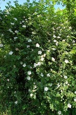 Rosa canina dog - canina, good