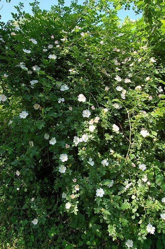 Rosa canina dog rose good - rosa, rose.