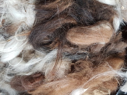 Llama fleece fibre wool - llama, bird