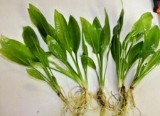 10 x AMAZON SWORD - Live