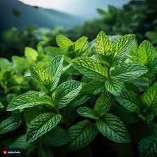 Spearmint (Natural) Flavouring