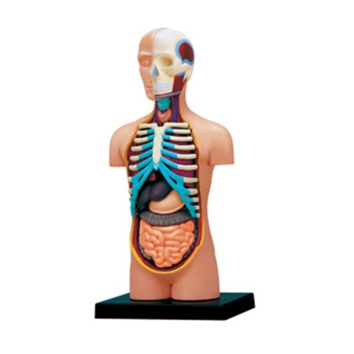 Human anatomy model - human,