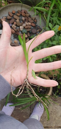 Two agapanthus blue small - agapanthus,