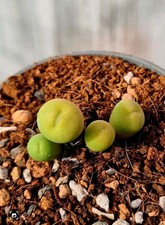 Conophytum Pageae | Tiny Mouth