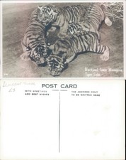 Tiger Cubs Animals Tourism