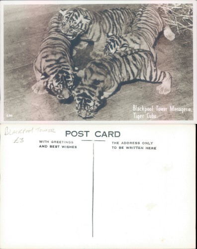 Tiger cubs animals - cubs, tourism