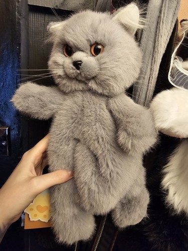 Chongker realistic cat - chongker,