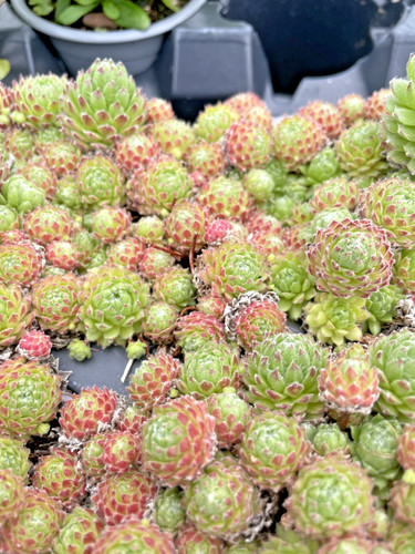 Sempervivum anton 9cm pot - sempervivum,