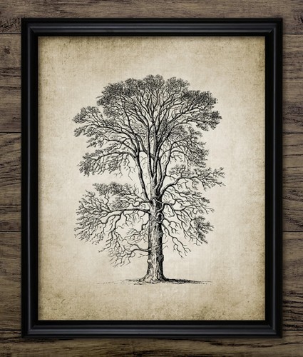 Tree print vintage botanical - print,,