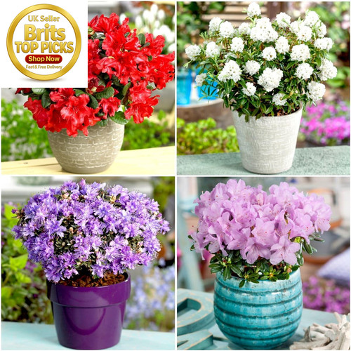 Dwarf rhododendron - dwarf,