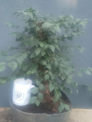 Elm bonsai tree - bonsai, yamadori