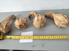 SET OF 4 DRIED AND WASHED