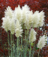 50 White Feather Pampas Grass Seeds