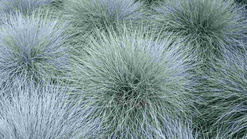 Blue fescue festuca - 5x, (festuca