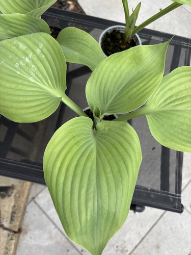 Hosta sum and substance - and, substance'