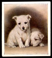Godfrey Phillips ‘’Our Puppies” 1936 - West Highland White Terrier No. 7