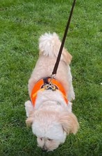 Dog Harness Comfortable