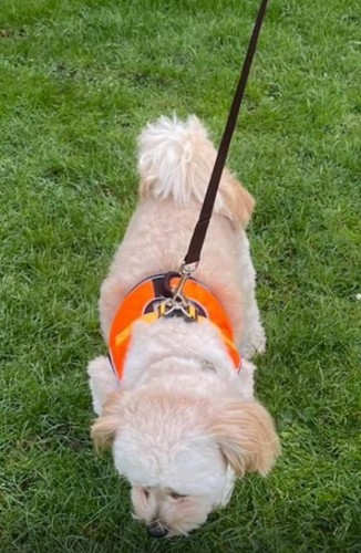 Dog harness comfortable - dog,