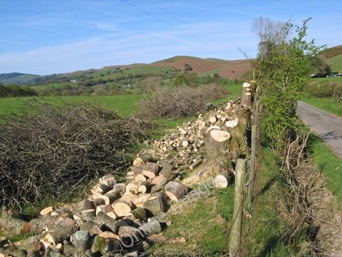 Photo 6x4 fresh - fresh, firewood