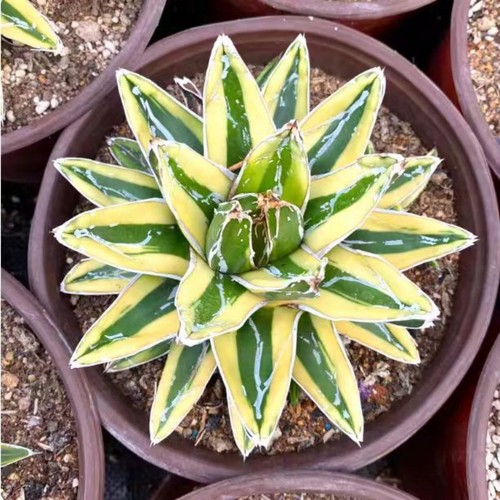 Succulent plants agave - succulent,