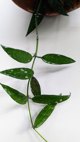Hoya lacunosa khao luang long - khao,