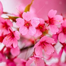 Prunus Kursar | Flowering Cherry | Ornamental Garden Tree | 5-6ft