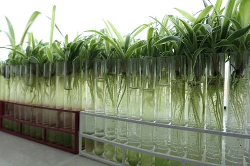 Baby spider plants pet - plants,
