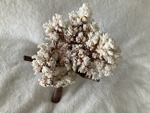 Coral natural acropora - natural,