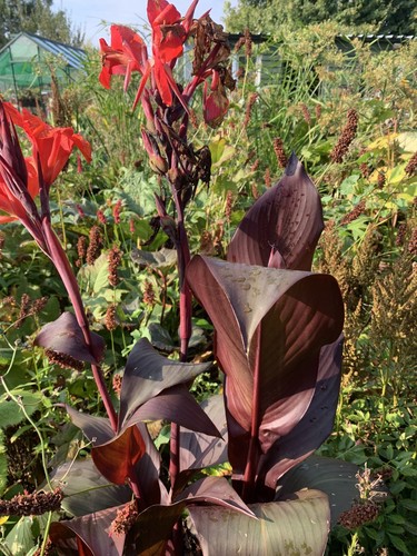 Canna tropicanna black not a - ,