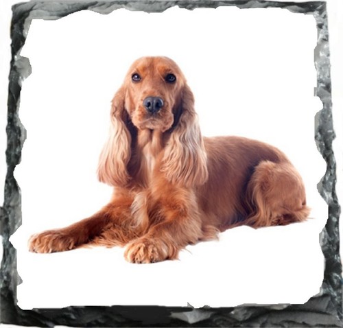 Welsh springer spaniel - welsh,