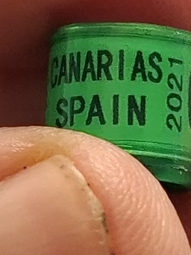 Pigeon ring spain 2021 - spain,