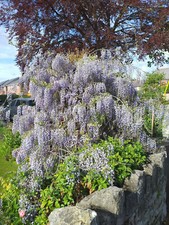WISTERIA SINENSIS, Chinese