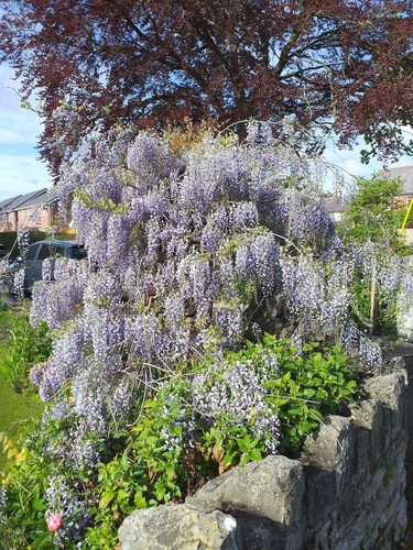 Wisteria sinensis chinese - wisteria, sinensis,
