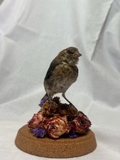 Bird Taxidermy