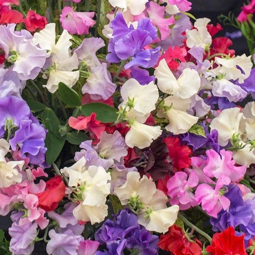 Sweet pea royal - royal, 30