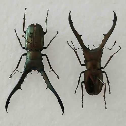 Cyclommatus metallifer stag - cyclommatus,