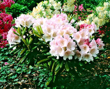 Rhododendron Cunningham's