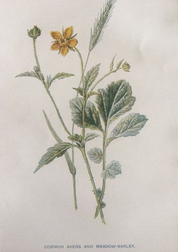 Antique print avens barley - antique, &