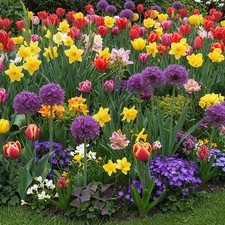 100 mixed spring - spring, flowering